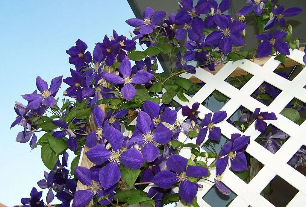 三种最旺家的阳台爬藤花,家里种什么爬藤花好看