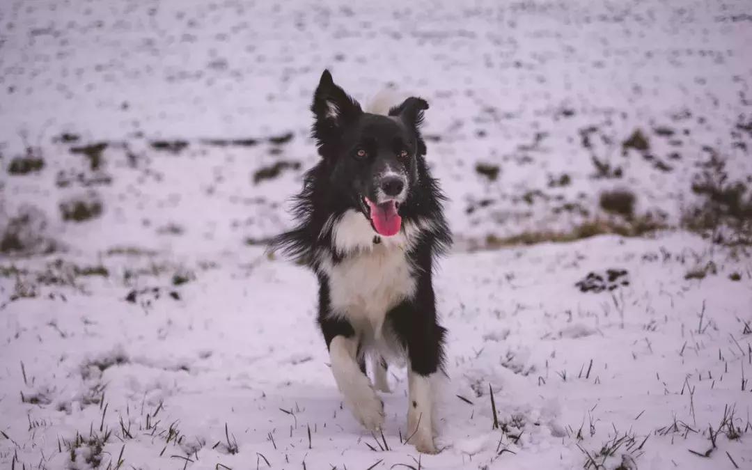 如何判断狗狗鼻子进异物,狗狗鼻子会出现什么问题