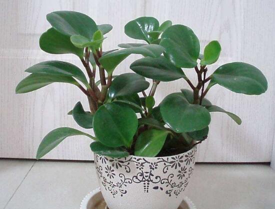 碧玉叶子发黄怎么办,碧玉叶子枯萎怎么处理