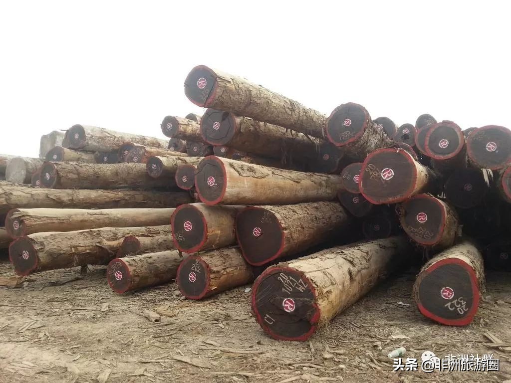想做非洲木材市场,你得先认识它们