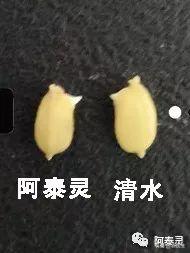 水稻苗床最怕的一种病害立枯病,水稻育秧病害防治