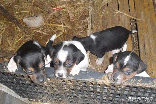 短毛精品三个月太仓猎犬出售,短毛太仓猎犬多少钱一只