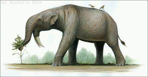 地球最大动物蓝鲸两百吨体重,地球最大的动物是什么动物