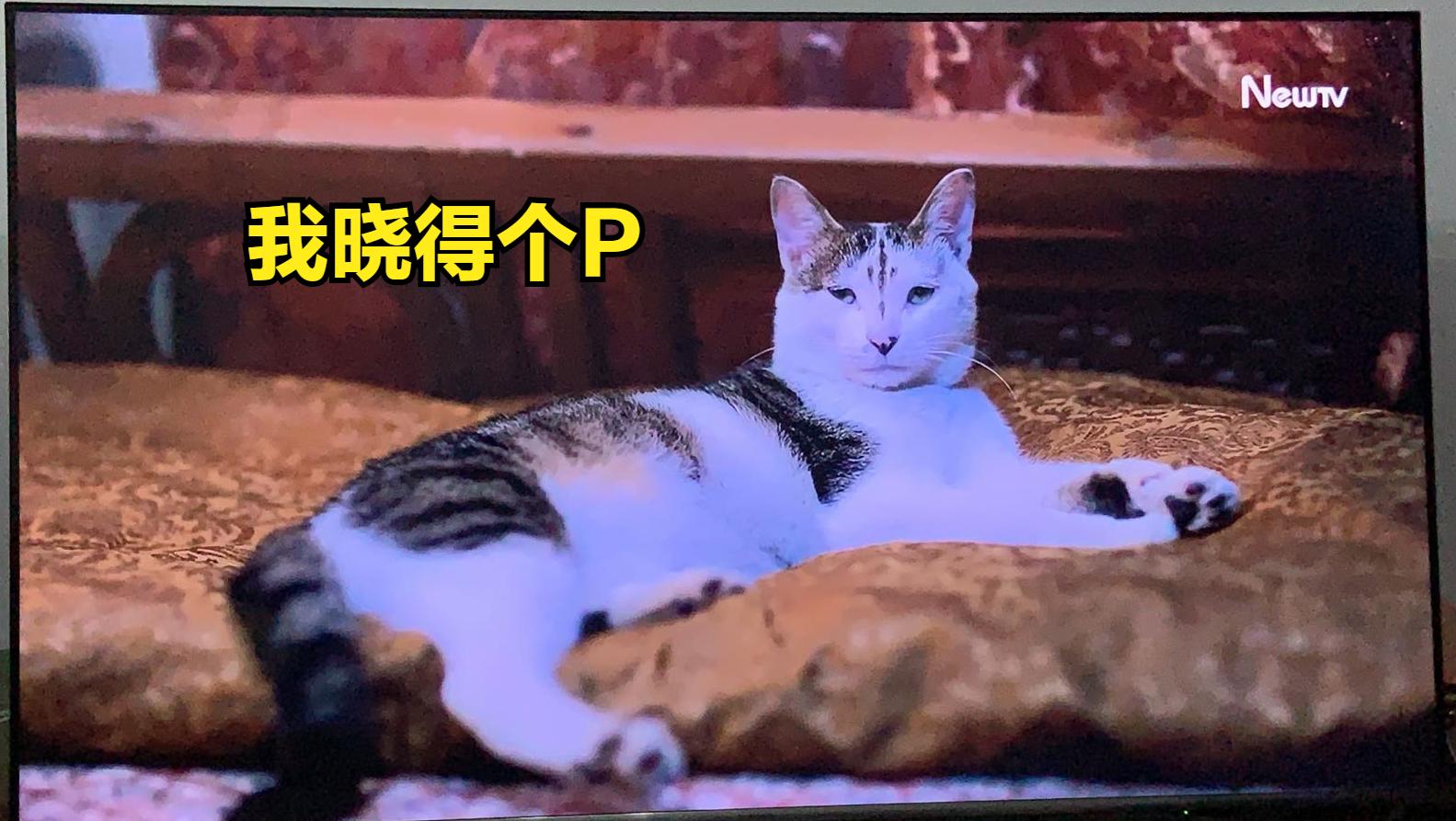 盘点猫咪高能名场面 (猫咪10大最萌镜头)
