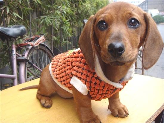 腊肠犬的优点和缺点及智商,宠物胸背腊肠犬