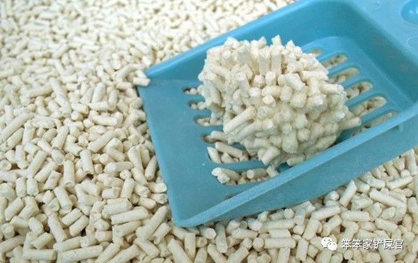 猫咪乱拉尿,打一顿解决不了问题:找出乱拉尿原因才是关键