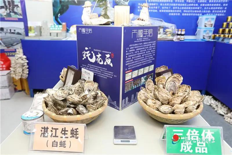 不孕不育更好吃？这种湛江生蚝无心恋爱专注长肉