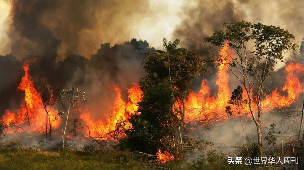 被全球痛骂的巴西政府：官员都没钱喝咖啡了，你还指望它救火？