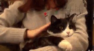 猫故事书籍,猫故事小说