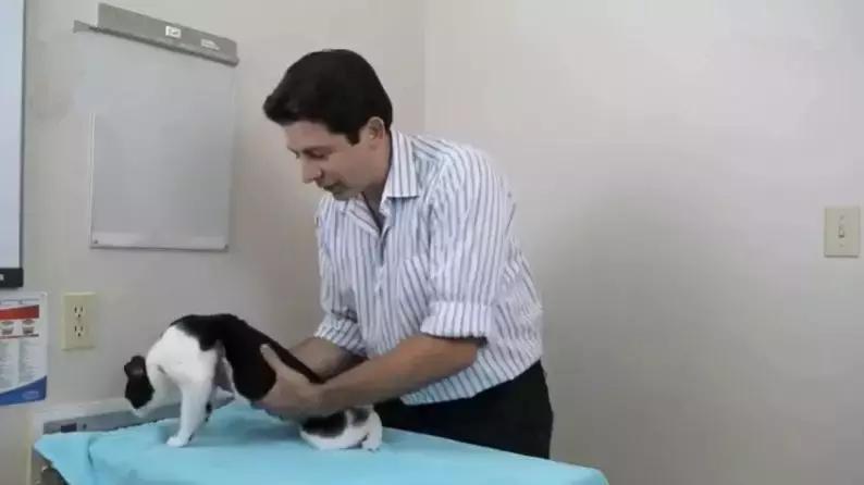 抱猫的三种正确姿势，让撸猫更有技巧，铲屎官免于被猫咪抓伤！