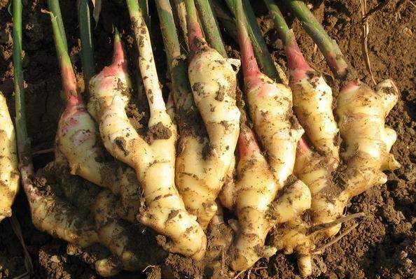 生姜适合什么土壤种植才能高产呢,茎穗兼收高产的生姜种植技术