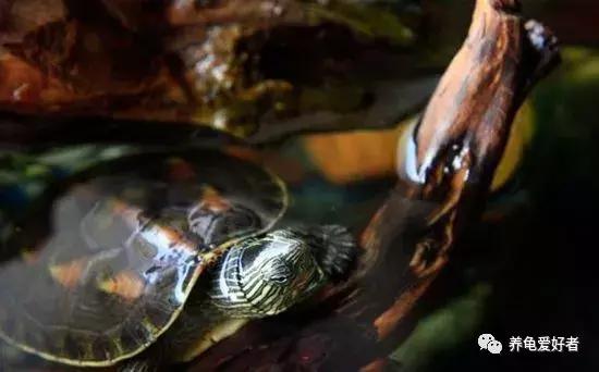 大型中华花龟怎么养,中华花龟怎么养啊图片