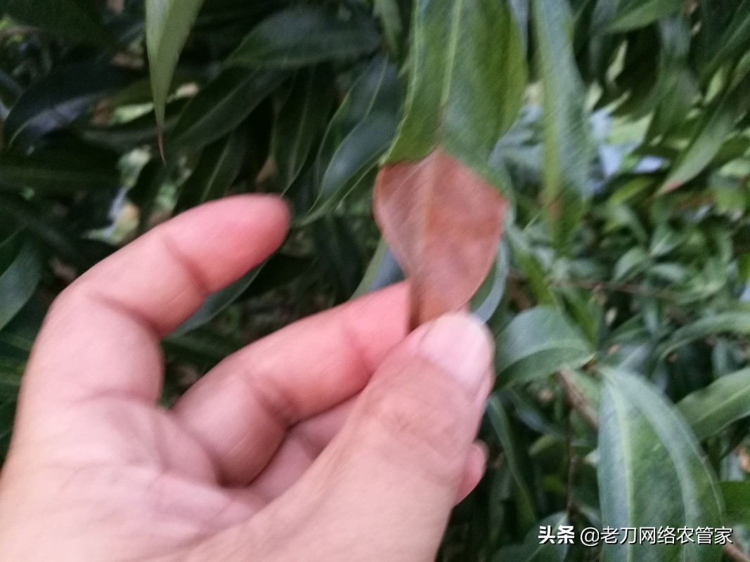 荔枝炭疽病喷什么药治疗效果好,荔枝炭疽病的最佳治疗方法