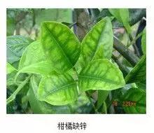 缺硼锌铁钙，这个方法一次补齐了