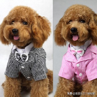 泰迪犬吃花叶子一直呕吐怎么办,泰迪犬呕吐不吃东西没精神