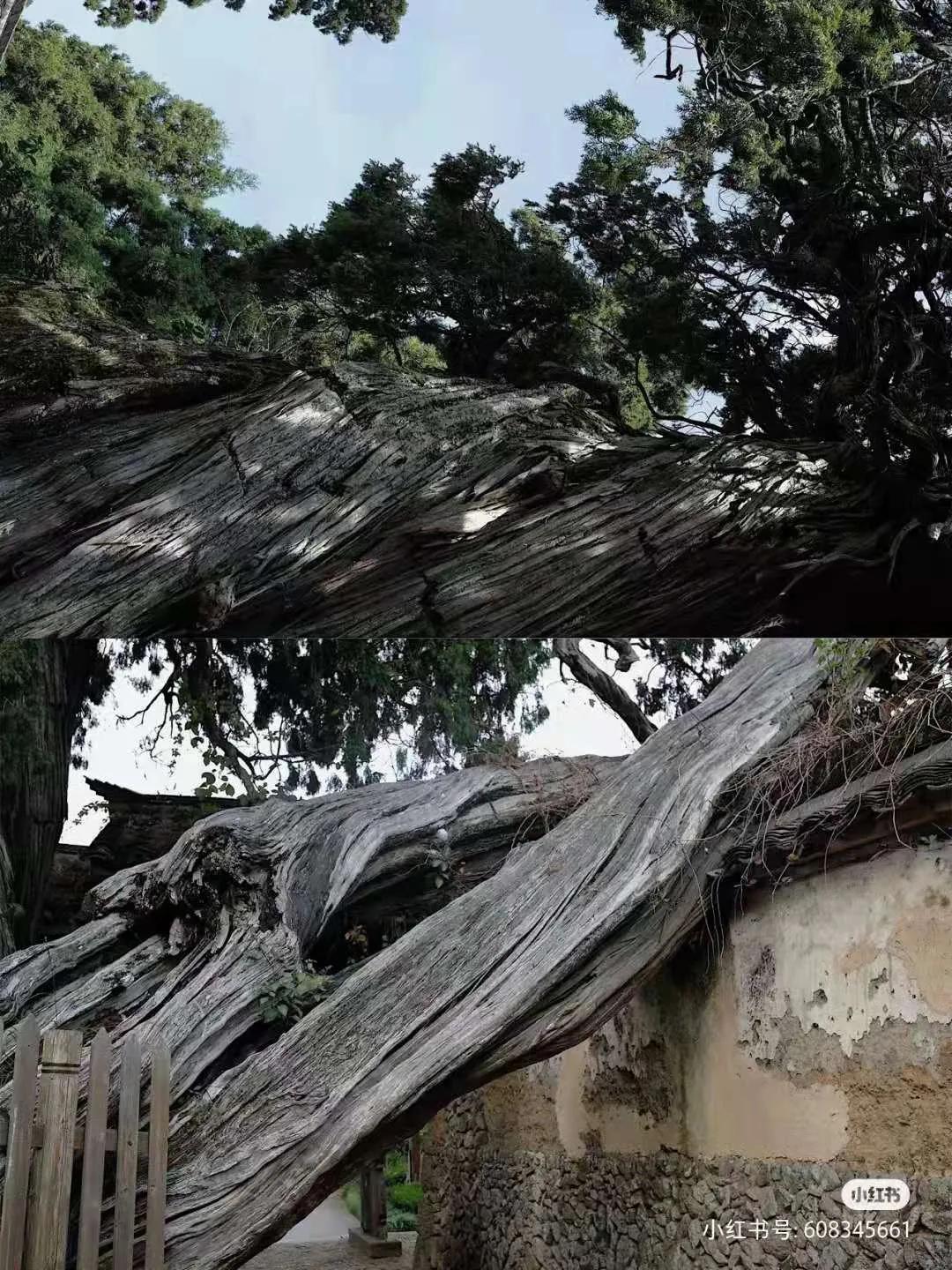 有着双重人生的小城青田，你对它的实力一无所知