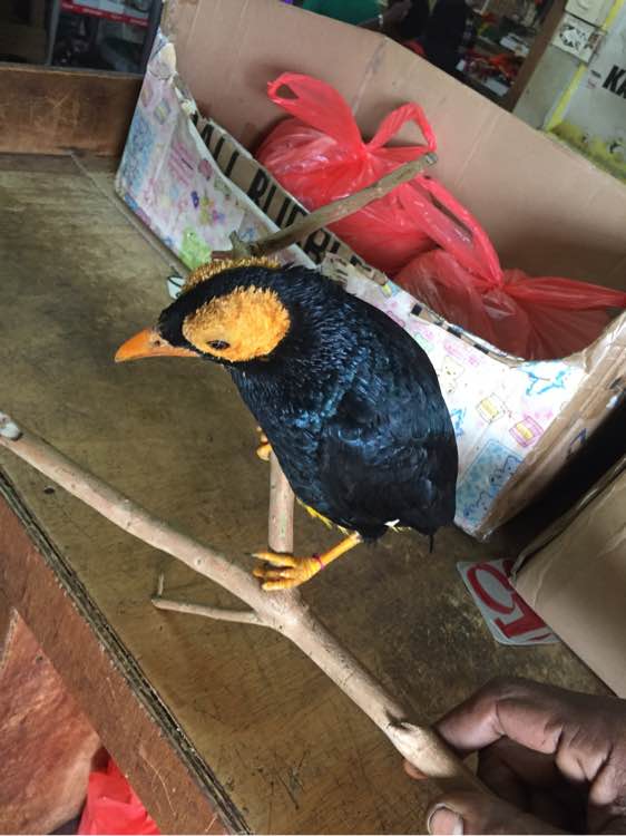 广州鸟市3800元的八哥,国外八哥鸟