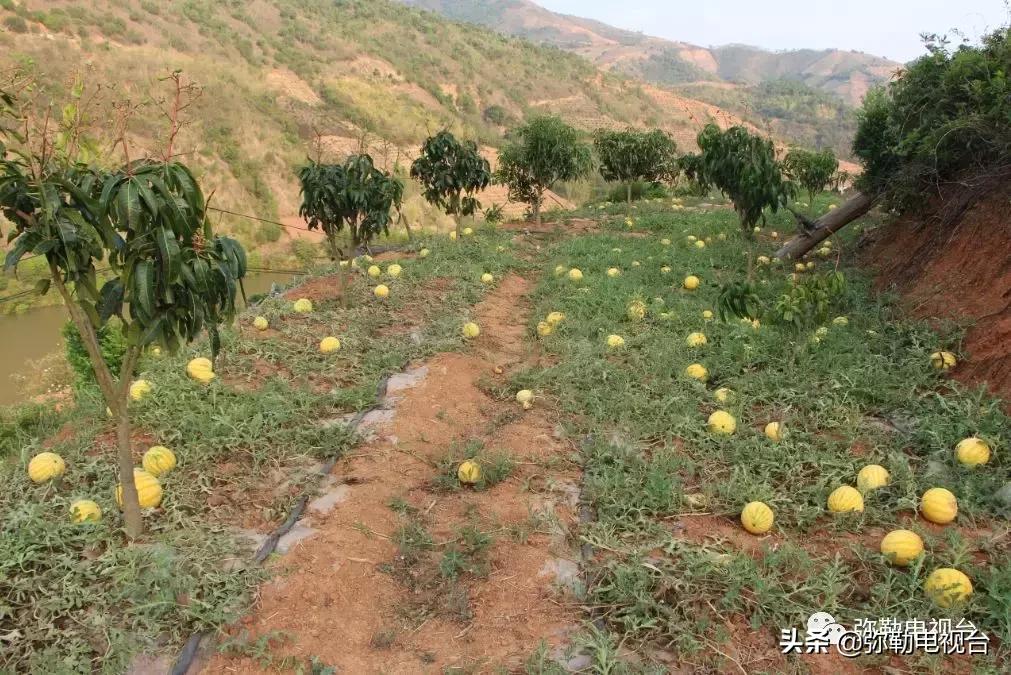 弥勒千亩西瓜熟了！黄心瓜、红心瓜、小香瓜…你喜欢哪种？