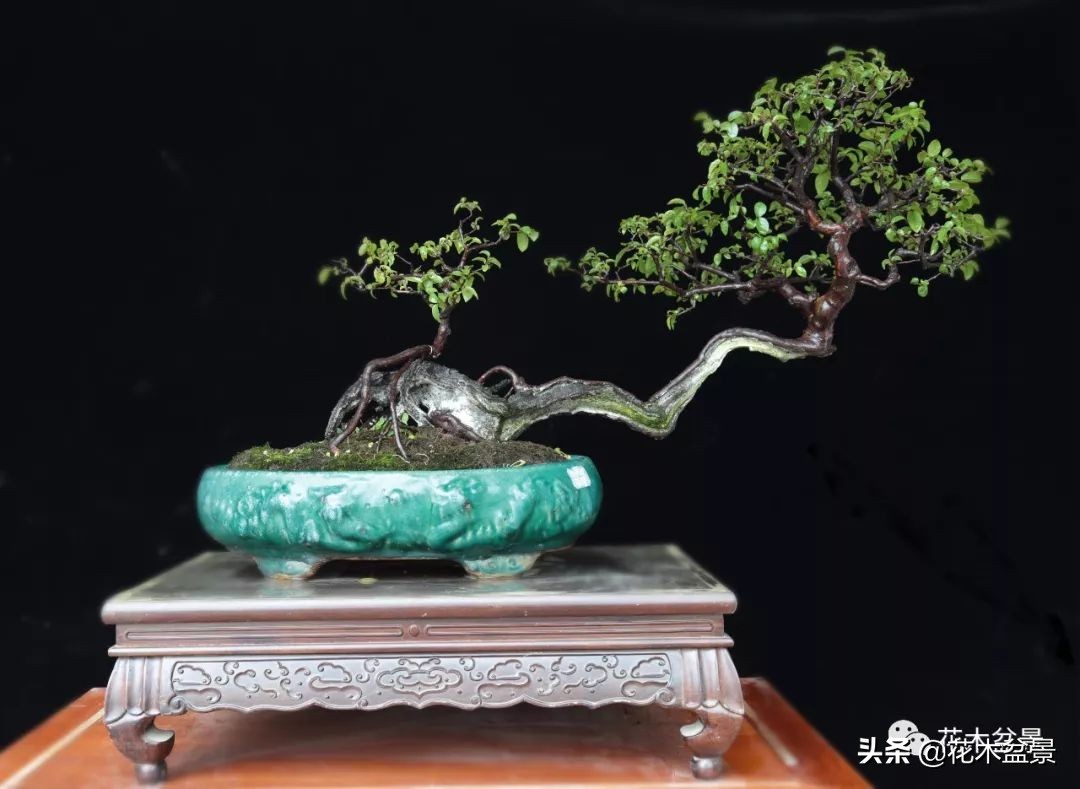 茶桌上养什么盆景植物,最好养的盆景植物推荐