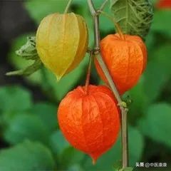 板蓝根感冒灵区别,板蓝根和银黄有什么区别