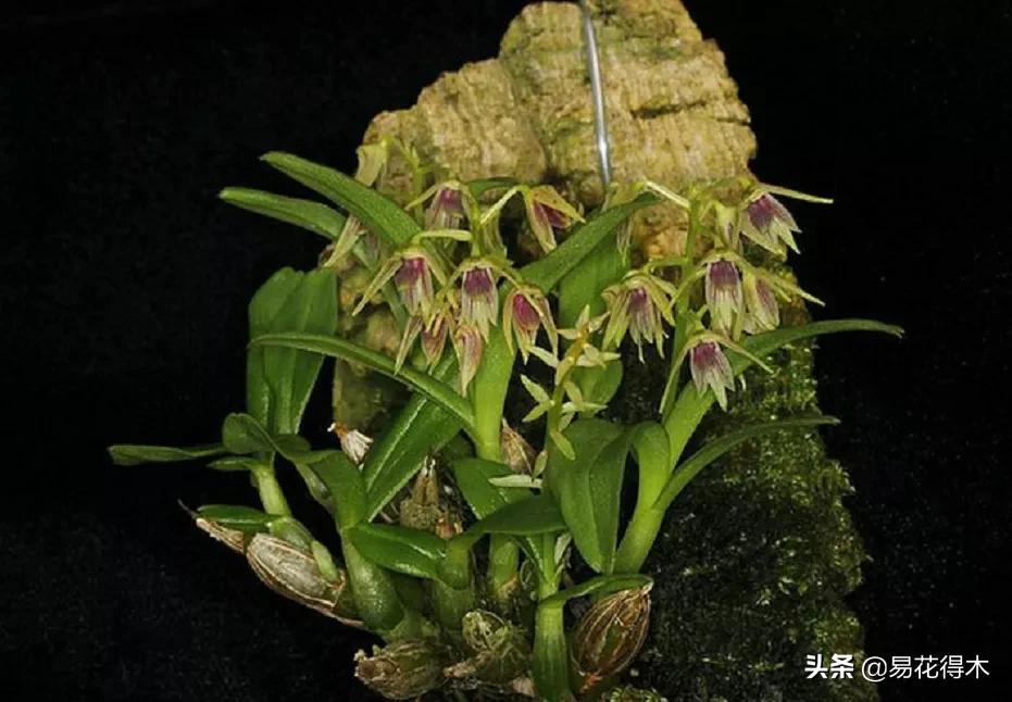 石斛分类小知识,石斛多少种哪一种比较好