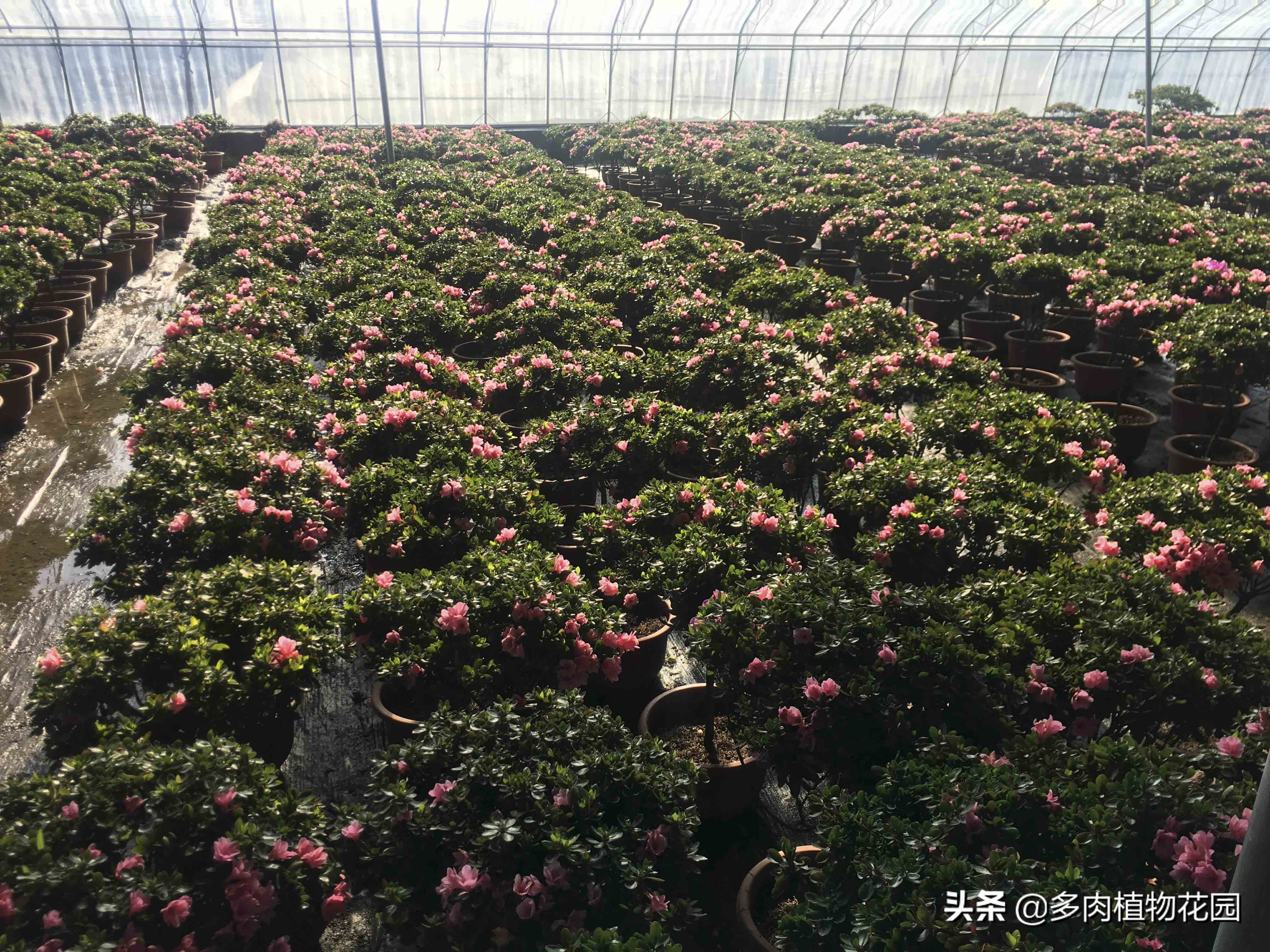 杜鹃怎样才能让它花开得更快更好,水中加入一种东西