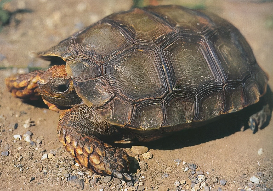各种龟类图片大全大图,龟类展示会