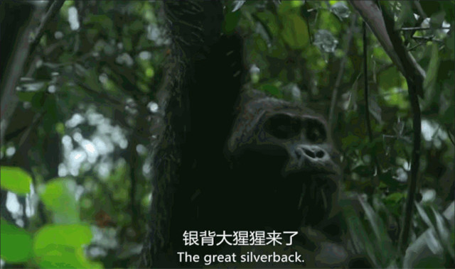 BBC得多有钱?为*窥偷**愣是做了一堆超逼真假动物,真实到被求交配