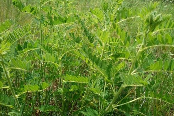 刺椒与黄芪复合种植，种植户需记住这些管理方法，及病虫害防治