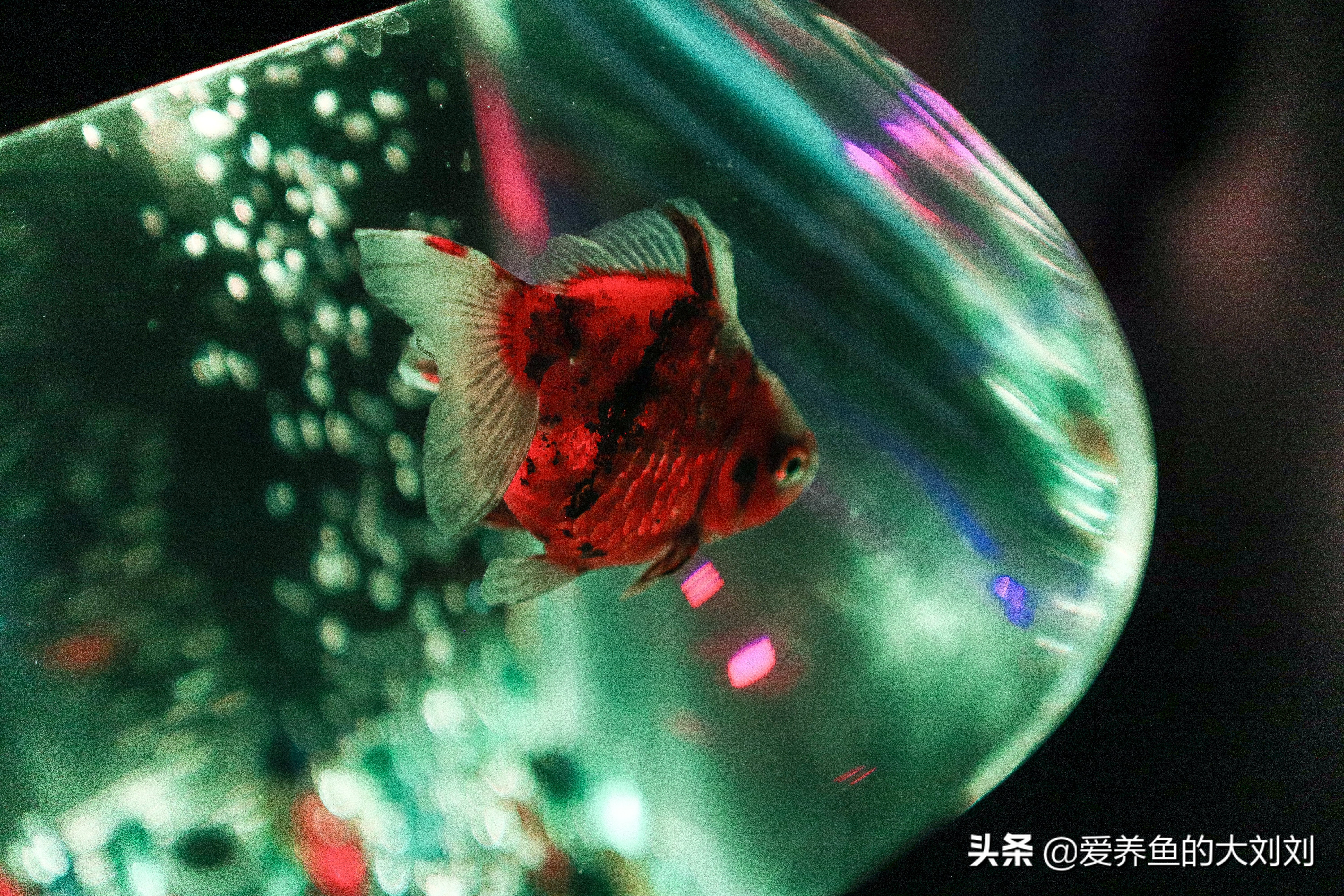 金鱼卵的孵化水温度多少度最佳,金鱼卵孵化出小金鱼咋养