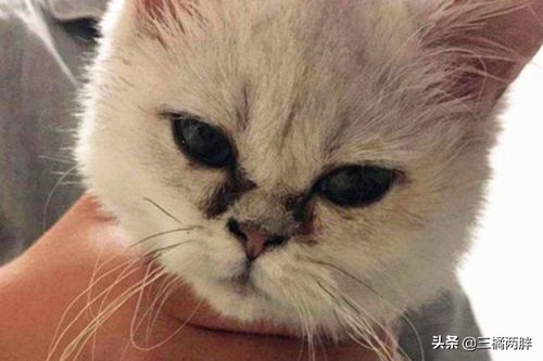 猫咪眼角处有黑色结痂用不用清理,猫咪物语蓝眼睛猫咪