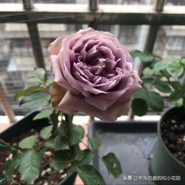 苦尽甘来栀子花,苦尽甘来推荐