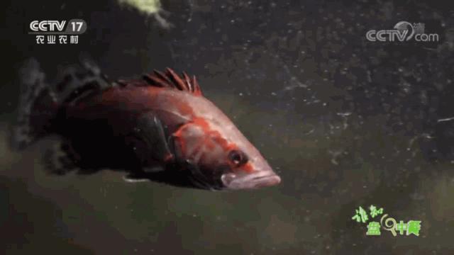 又臭又贵的臭鳜鱼,臭鳜鱼和桂鱼哪个贵呢