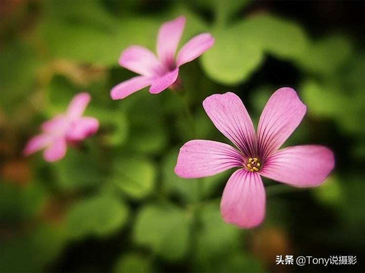 相机多点对焦怎么调,相机测光和中心对焦怎么操作