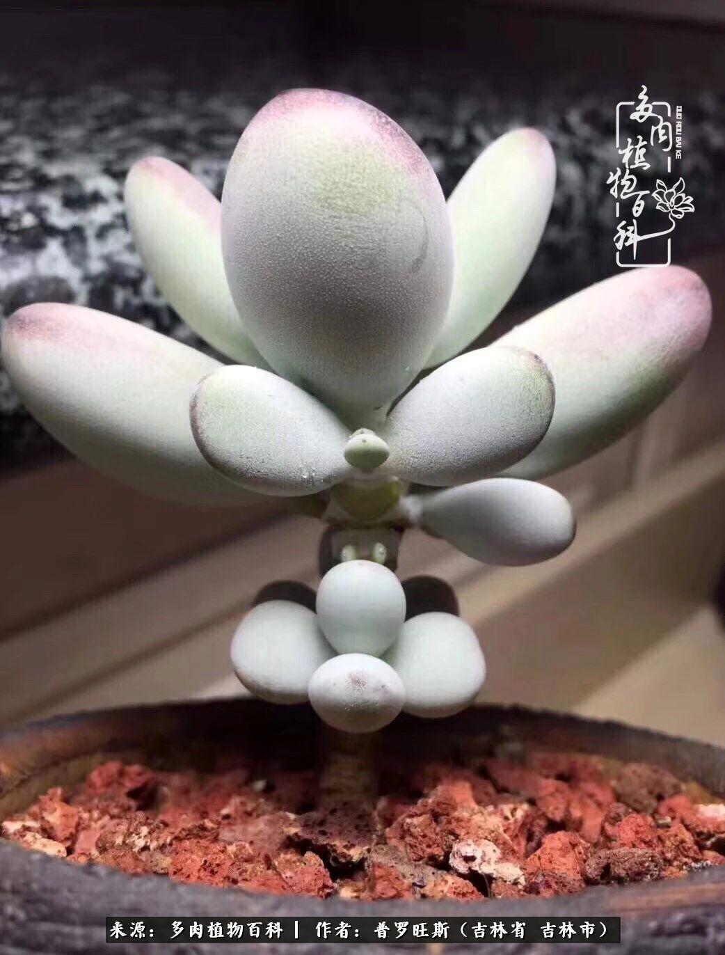 日日勤服侍，日日勤拂拭！服侍花儿，就是拂拭心灵