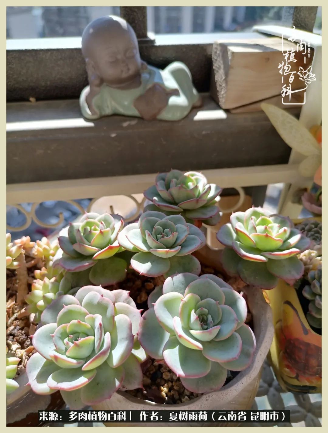 自从养了多肉有了窗台想要个阳台,养多肉10年多