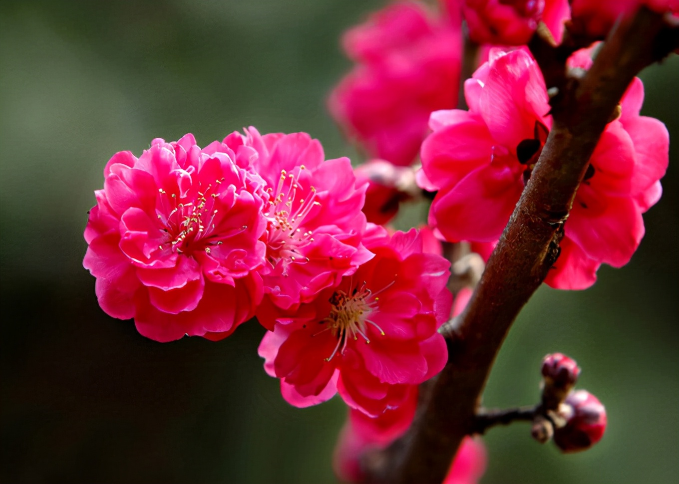 生活中常见的花语大全,生活中常见花卉花语