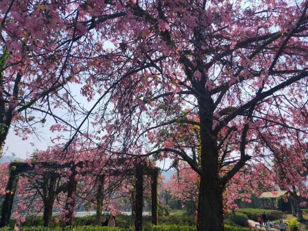 倒数狂欢夜,清远森波拉奇妙世界主题乐园住宿