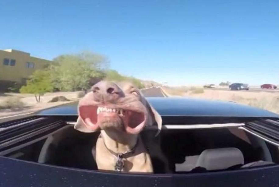 狗狗小视频养狗训练,养狗要训练哪些技能有好处