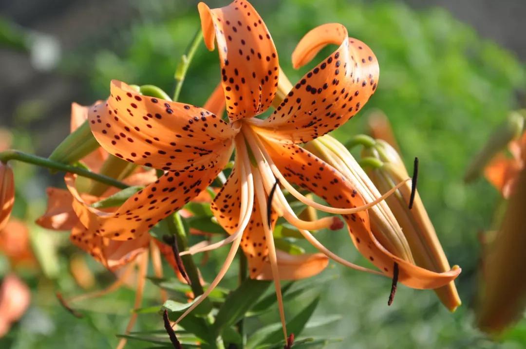 冬天常见中药植物图片及功效,花期长的草本植物图片