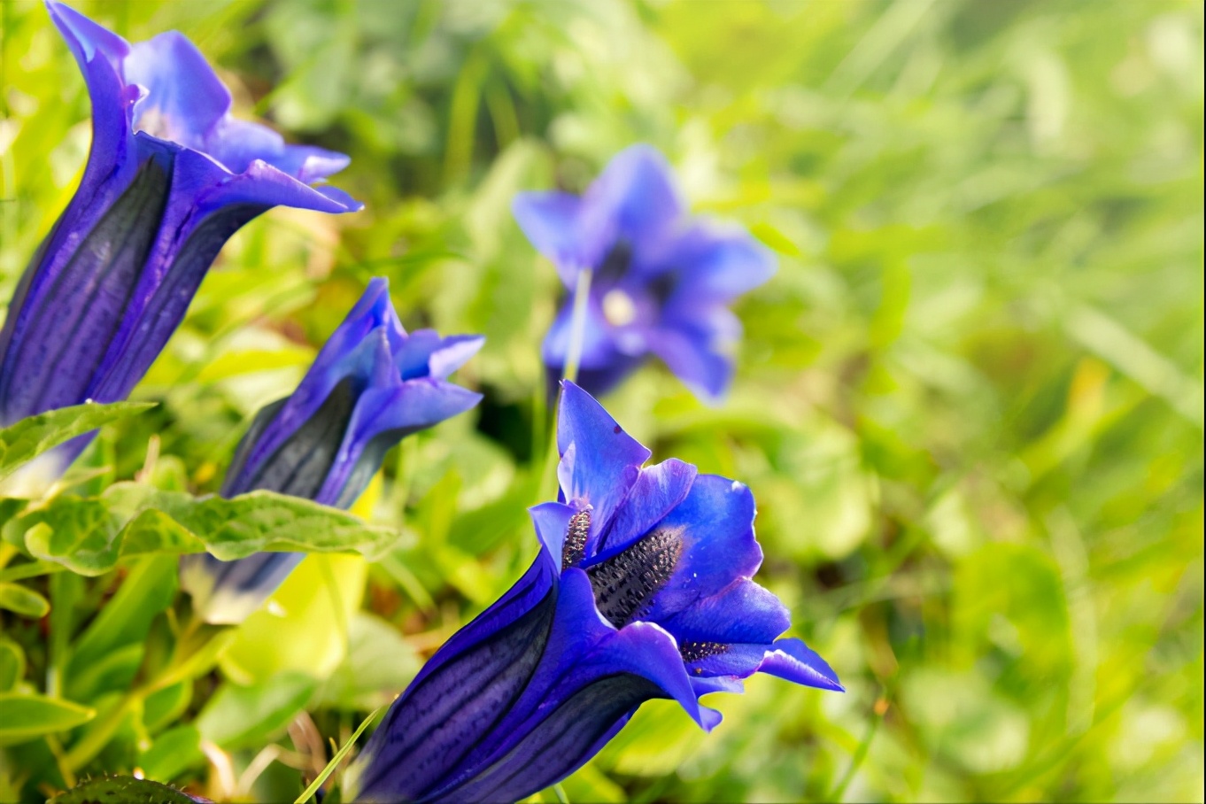 关于山花的诗词,描写山花烂漫的古诗词