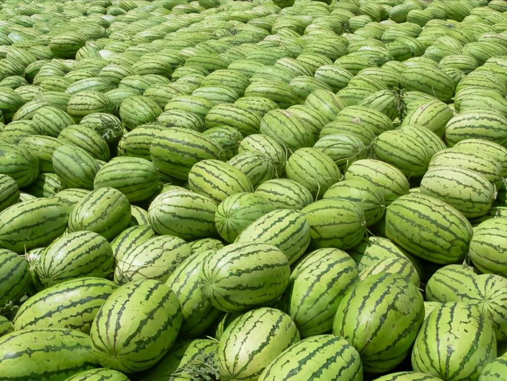 宁夏沙瓤瓜怎么挑,宁夏的灵武长枣和硒砂瓜哪个出名