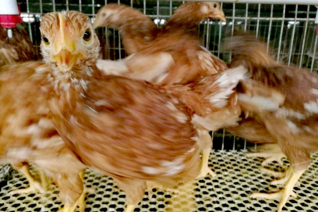 养鸡场为什么爱抓青年鸡？答案在文章里，还有入场工作也要做好