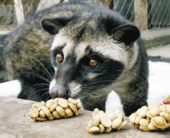 椰子猫吃东西,椰子猫喂咖啡豆