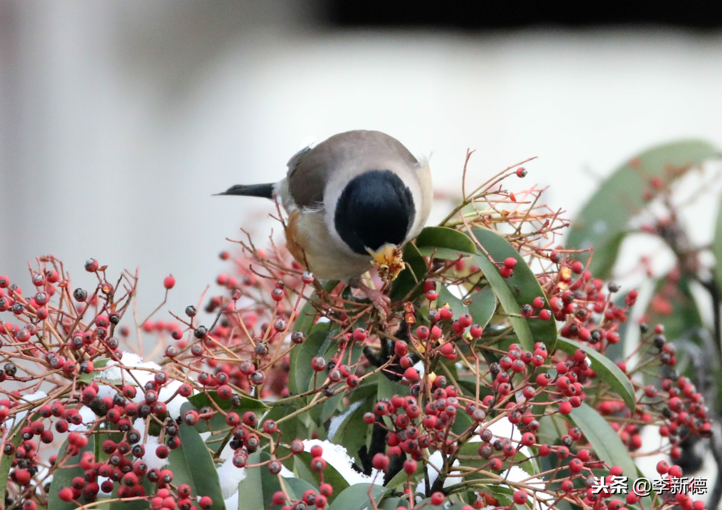 合肥拍到的小鸟,合肥乌鸟