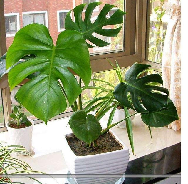 净化空气最好的盆栽,净化空气最强的花卉