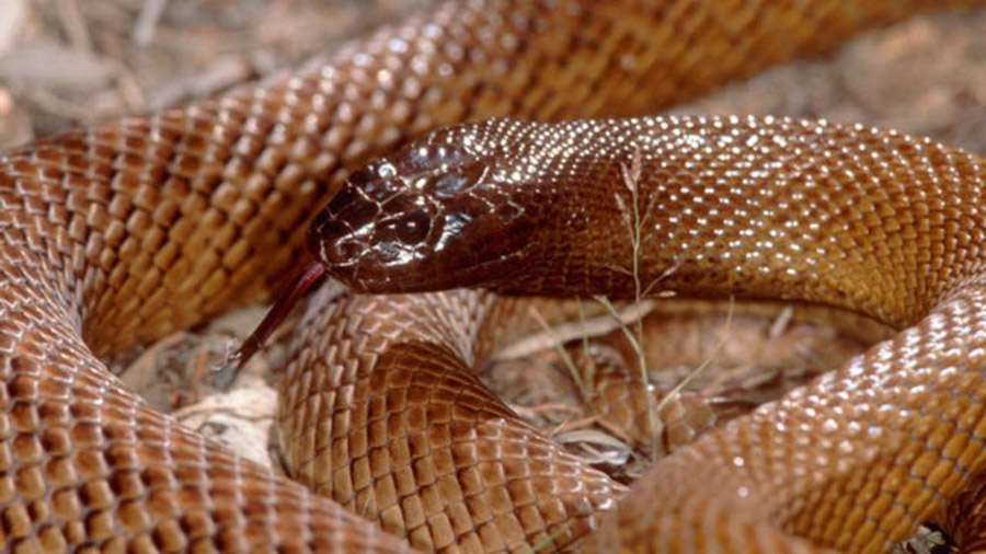 探索科学神秘地带,带你了解世界公认的最毒蛇——内陆太攀蛇
