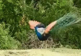 捡垃圾也要穿名牌,非洲贫民窟绅士精致起来有多野?