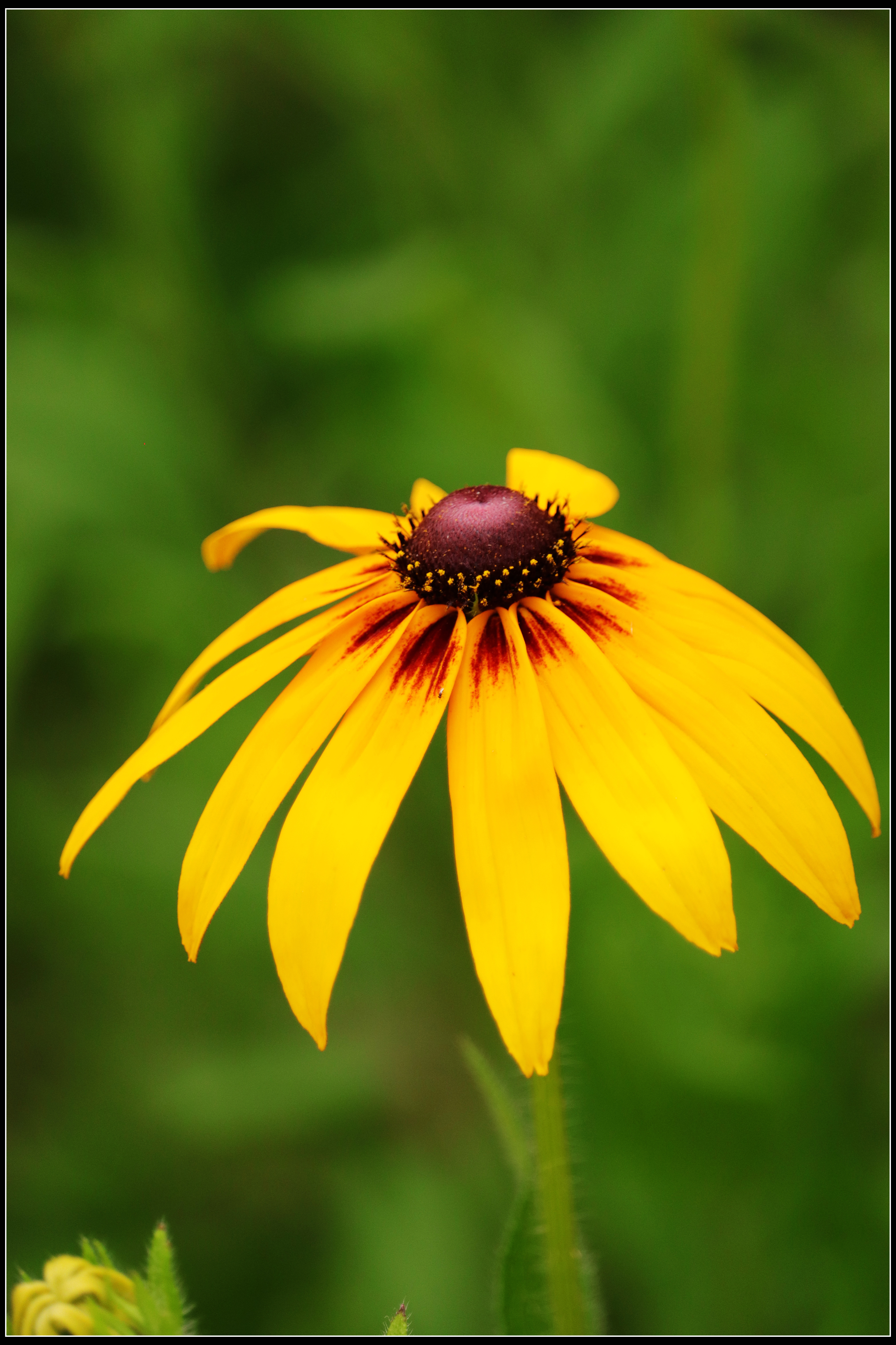 这种花便宜还好养活,5种坑人的花