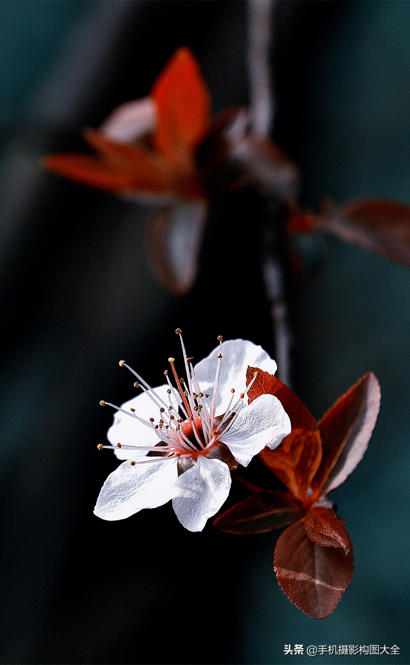 拍花十大必备技巧,拍花的100种构图